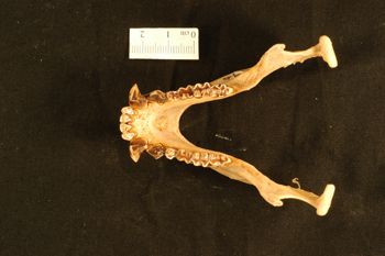 Media type: image;   Mammalogy 26479